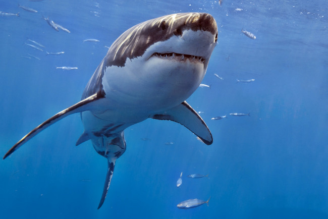 Красивые фото акул