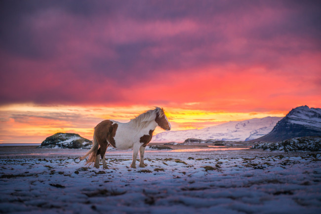 Обои картинки фото животные, лошади, снег, ветер, исландия, небо, горы