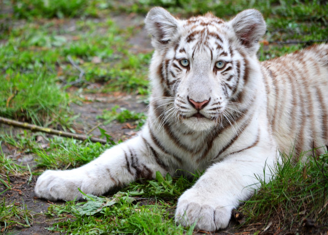 Обои картинки фото животные, тигры, белый