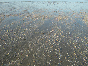Картинка побережье+ла-манш природа побережье камни море ракушечник