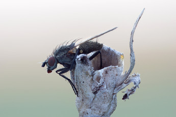 Картинка животные насекомые cristian arghius макро травинка фон муха