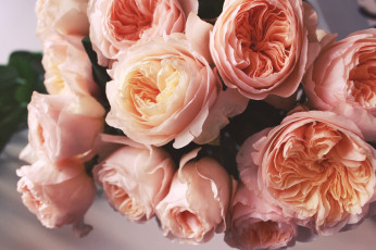 Картинка цветы розы бутоны персиковый