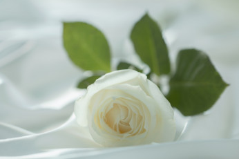 Картинка цветы розы нежность макро лепестки ткань цветок белый