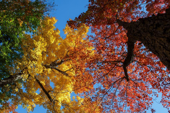 Картинка природа деревья осень небо кроны ветки стволы цвета листва