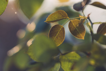 Картинка природа листья макро ветка паутинка размытие зелёный