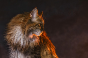 Картинка животные коты киса коте пушистый профиль