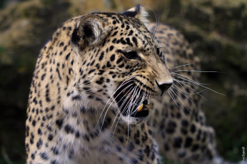 Картинка животные леопарды кошка дикая морда профиль оскал пасть клыки ярость злость угроза агрессия сердитый рык усы