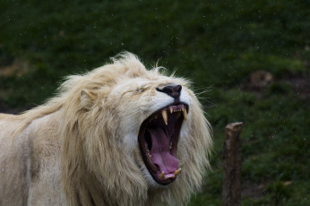 обоя животные, львы, белый, лев, кошка, грива, морда, пасть, клыки, язык, зевает, снегопад