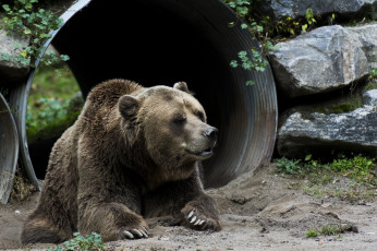 Картинка животные медведи бурый морда лежит отдых зоопарк