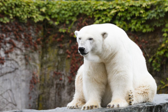 Картинка животные медведи медведь белый полярный хищник зоопарк