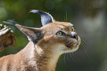 Картинка животные рыси каракал кошка дикая морда уши кисточки свет