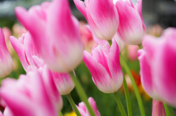Картинка цветы тюльпаны сад клумба лепестки