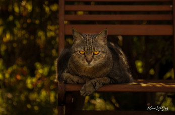 Картинка животные коты кот мордочка скамейка