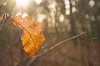 Картинка природа листья осень свет макро блики солнце жёлтый