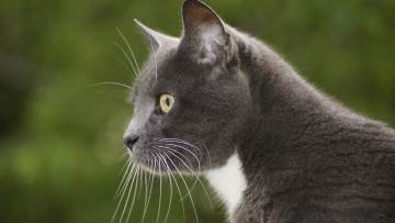 Картинка животные коты котяра фон взгляд котэ