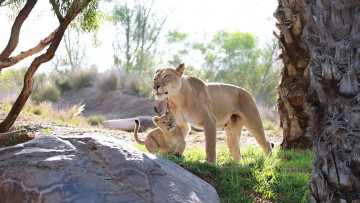 обоя животные, львы, львица, львёнок, детёныш, котёнок, мать, пара, семья, забота, материнство, зоопарк