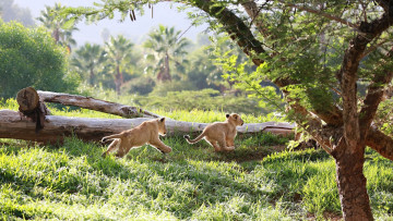 Картинка животные львы львята детёныши малыши котята пара семья игра погоня бег лето трава зелень свет