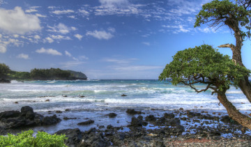 Картинка природа побережье волны море деревья берег пляж вода