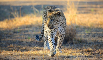 Картинка животные леопарды хищник морда прогулка африка саванна