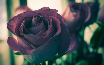 Картинка цветы розы фокус темные