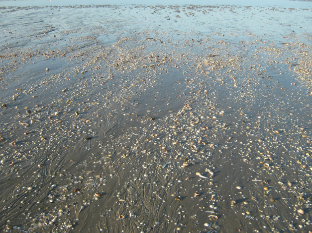 Обои картинки фото побережье ла-манш, природа, побережье, камни, море, ракушечник
