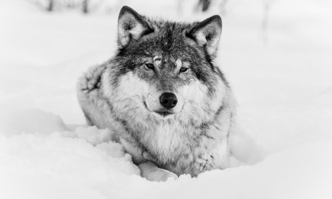 Обои картинки фото животные, волки,  койоты,  шакалы, волк, чёрно-белое, хищник, морда, зима, снег