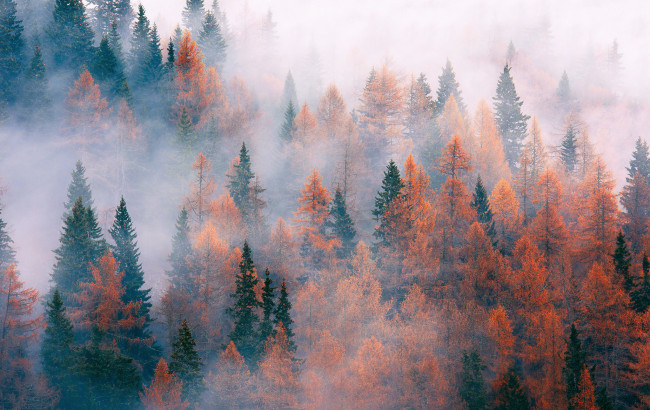Обои картинки фото природа, лес, ноябрь, осень, туман, деревья