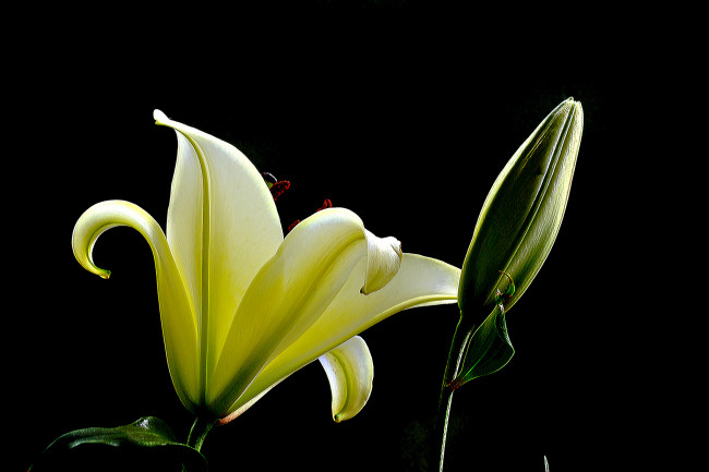 Обои картинки фото цветы, лилии,  лилейники, лилия