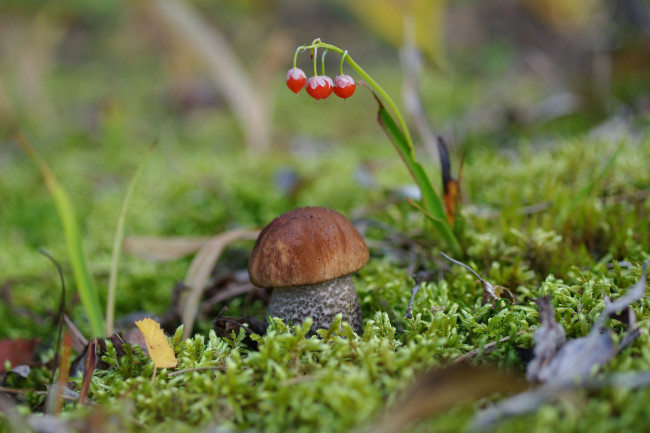 Обои картинки фото природа, грибы, крепыш, мох, боровик, гриб