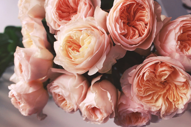 Обои картинки фото цветы, розы, бутоны, персиковый
