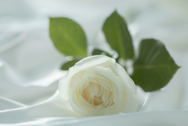 Обои картинки фото цветы, розы, нежность, макро, лепестки, ткань, цветок, белый