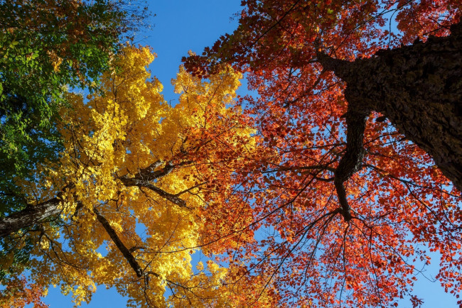 Обои картинки фото природа, деревья, осень, небо, кроны, ветки, стволы, цвета, листва