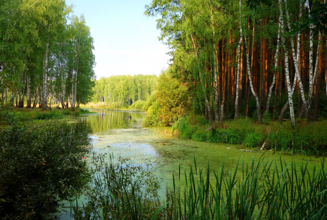 Обои картинки фото природа, реки, озера, камыш, березы, пруд
