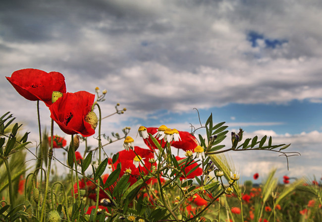 Обои картинки фото цветы, луговые , полевые,  цветы, луг, поле, трава, мак, ромашка, небо, облака