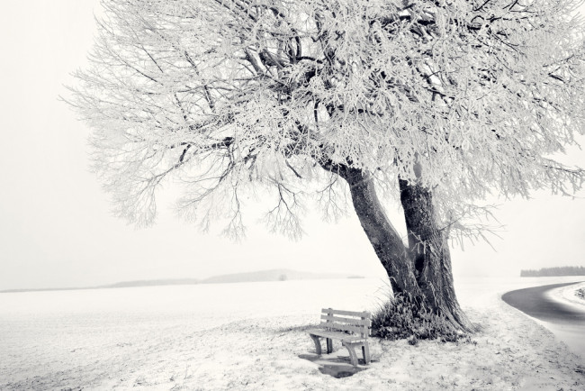 Обои картинки фото природа, деревья, снег, поле, скамейка, лавка, дерево, зима