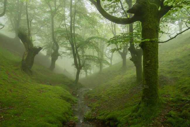 Обои картинки фото природа, лес, туман, мох, ручей, овраг, деревья