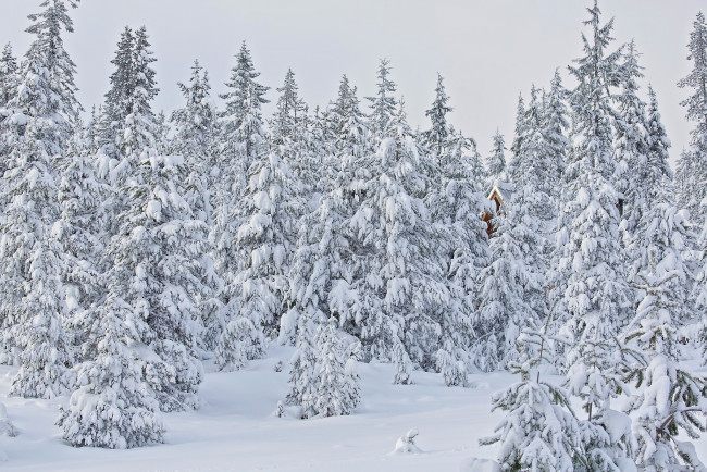 Обои картинки фото природа, зима, oregon, деревья, лес, снег, орегон, ели