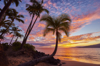 Картинка природа тропики пляж море песок пальмы