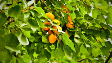 Картинка природа плоды персики ветка