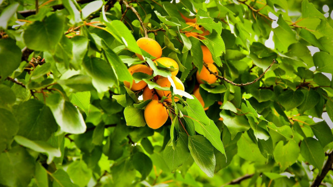 Обои картинки фото природа, плоды, персики, ветка