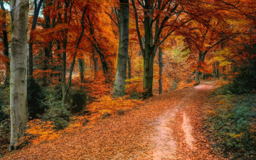 обоя природа, дороги, осень, лес