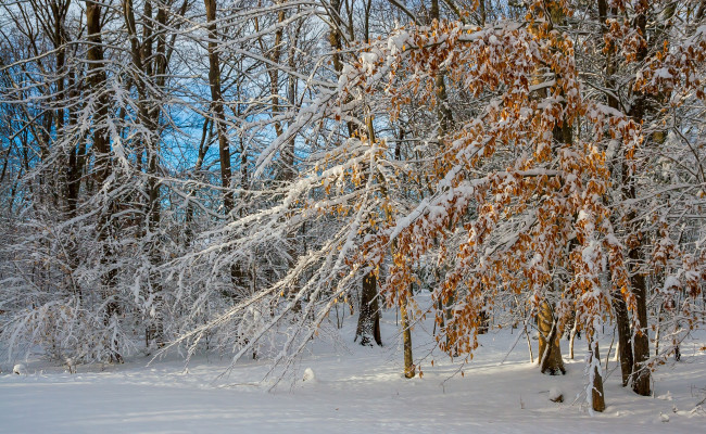 Обои картинки фото природа, лес, деревья, снег, зима