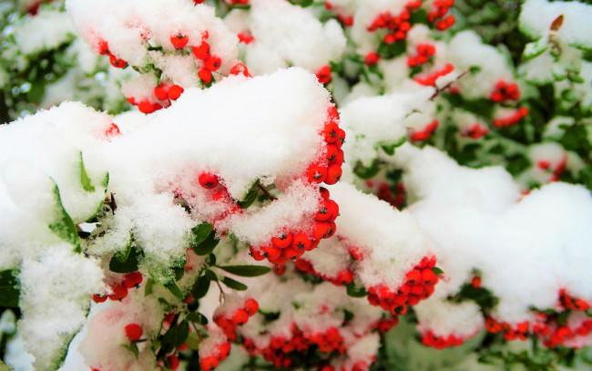 Обои картинки фото природа, Ягоды,  рябина, композиция, зима, ягоды, снег
