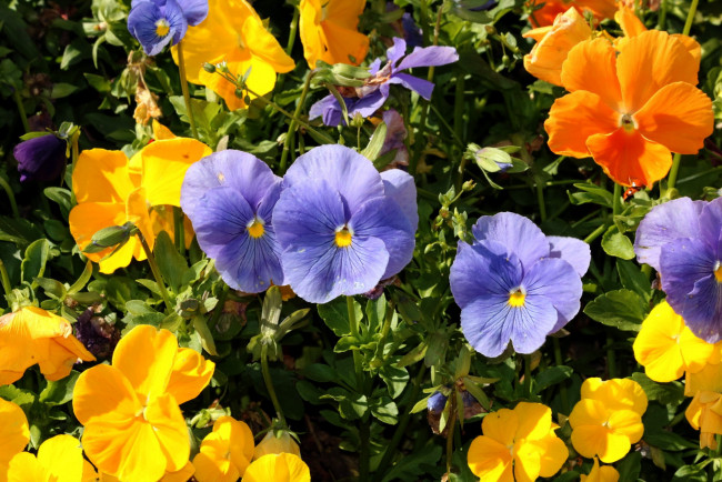 Обои картинки фото цветы, анютины глазки , садовые фиалки, разноцветный