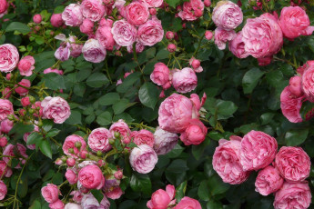 Картинка цветы розы куст бутоны розовые