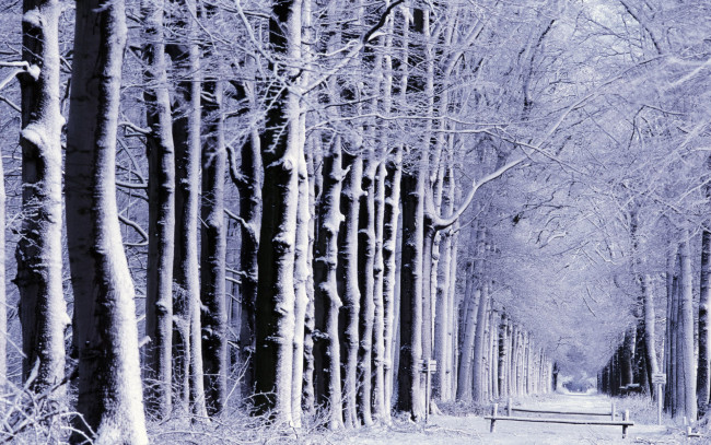 Обои картинки фото природа, лес, деревья, аллея, снег