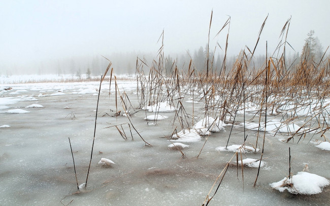 Обои картинки фото природа, реки, озера, озеро, камыши, снег, лед