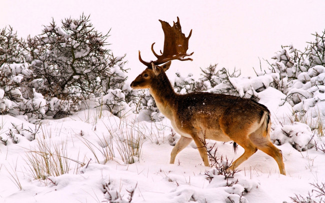 Обои картинки фото животные, олени, лань, снег, кусты