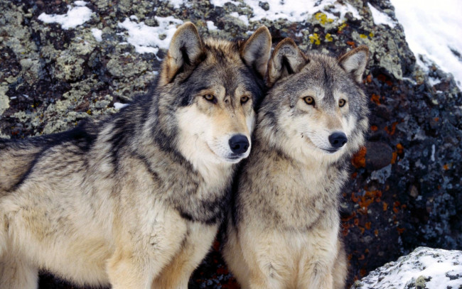 Обои картинки фото животные, волки,  койоты,  шакалы, пара, зима