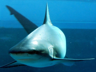 Картинка акула животные акулы